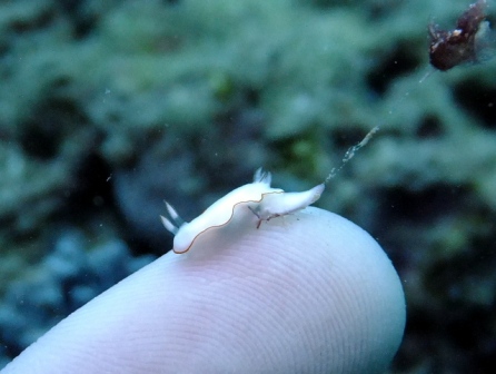 サイパン ダイビングショップ