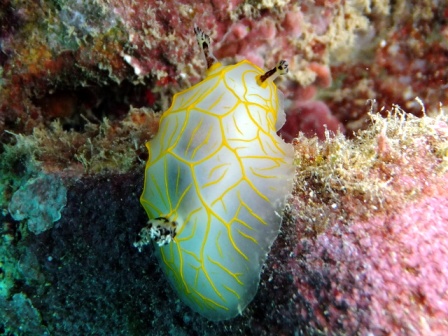 サイパン ダイビング