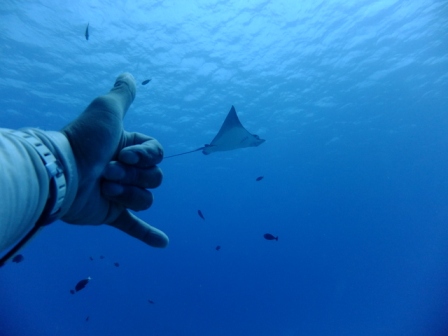 サイパン ダイビング