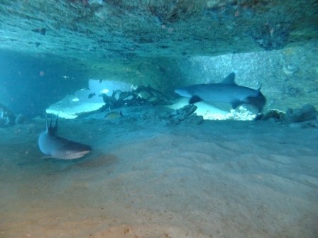 サイパン 体験ダイビング