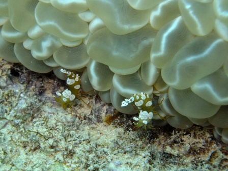 サイパン ダイビングライセンス