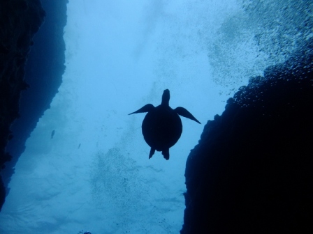 サイパン ダイビング