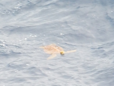 サイパン ダイビング