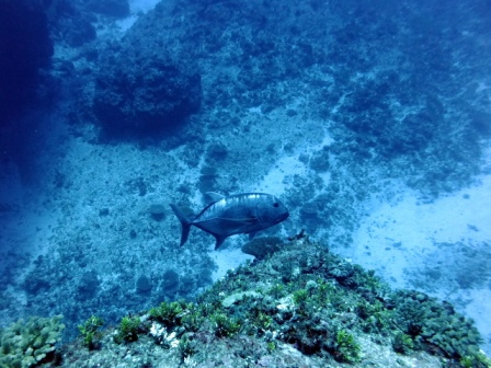 サイパン ダイビング