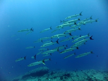 サイパン ダイビング