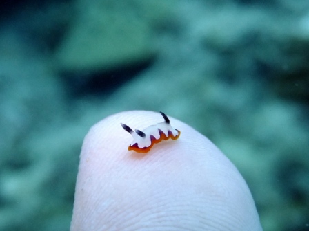 サイパン ダイビング