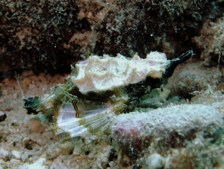 サイパン ダイビング