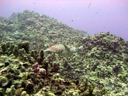 サイパン ダイビング