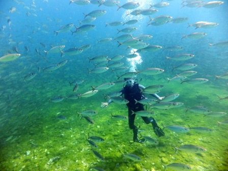 サイパン ダイビング