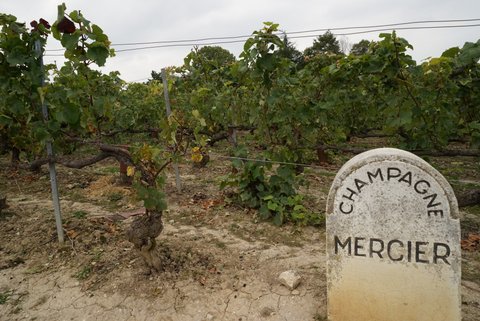 シャンパン・メーカー、メルシエ