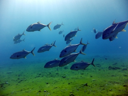 サイパン ダイビング