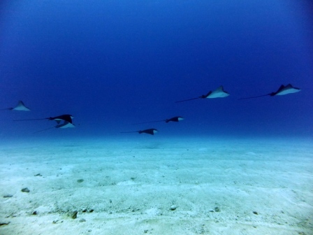 サイパン ダイビング