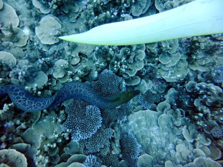 サイパン ダイビング