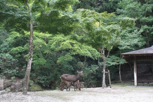 鹿(紅葉谷公園） (2).jpg