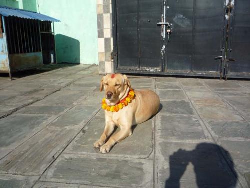 Khukuru Tihar 2014２