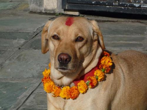 Khukuru Tihar 2014３