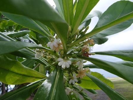 ★AVISでGUAM1DAYドライブ★