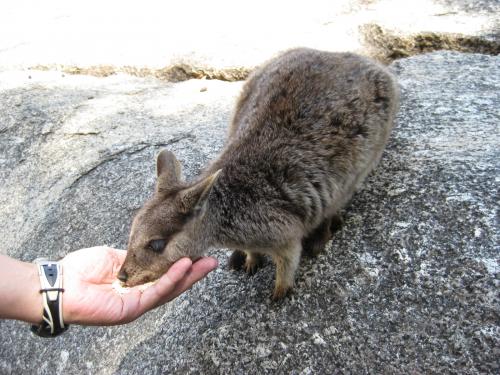 ロックワラビー