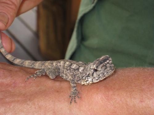 エリマキトカゲ