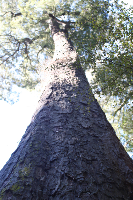 Ｐ７３-０４９Ｆ