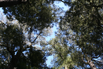 Ｐ７３-０５１Ｆ