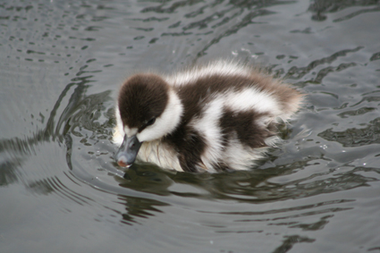 Ｐ７７-００６Ｆ