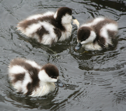 Ｐ７７-００７Ｆ