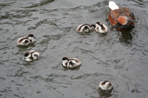 Ｐ７７-０１６Ｆ