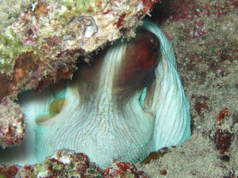ブナケン島でタコに遭遇