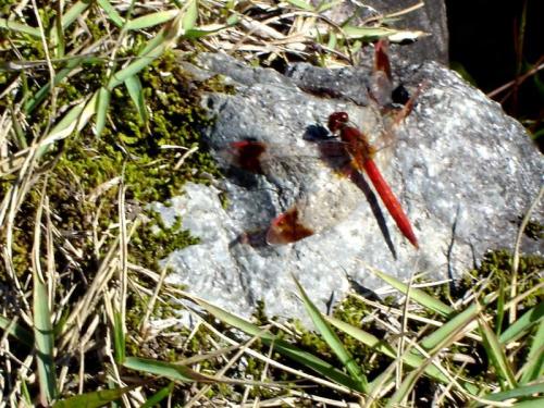 紅葉まっさかりの秋と雪景色が楽しめる４