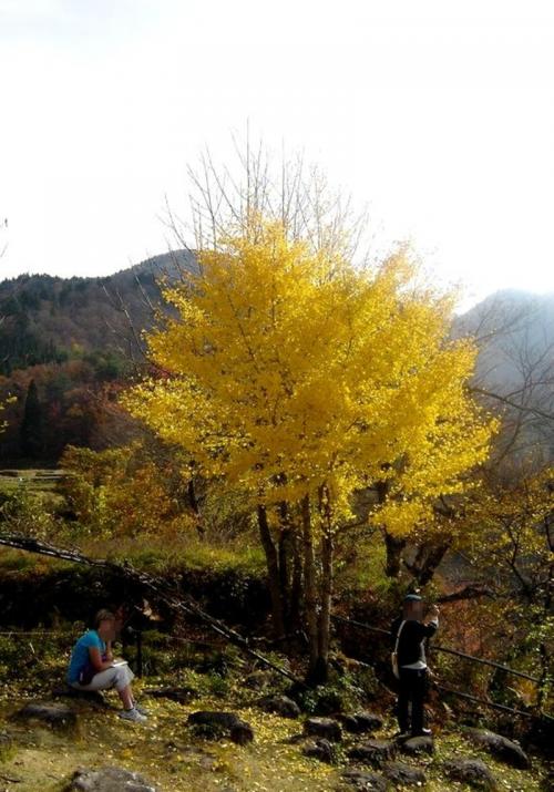 晩秋の白川郷風景 深まる秋を感じる！５