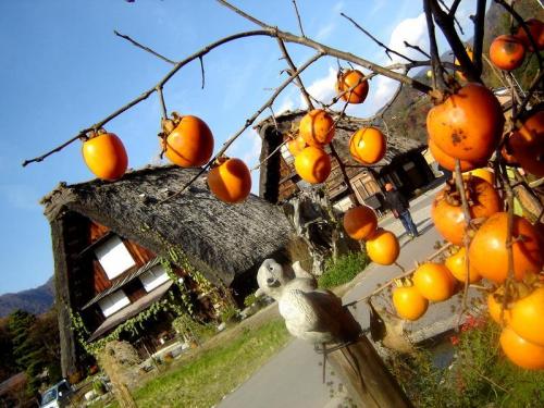 世界遺産 白川郷は紅葉も終盤 ７