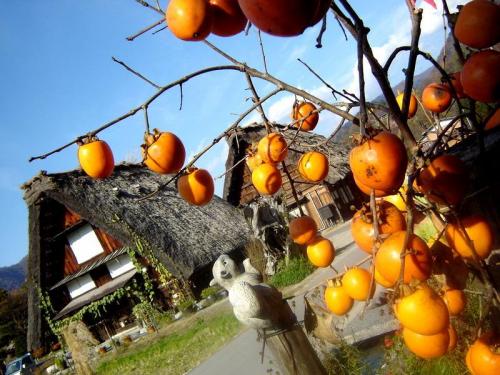 秋の過ごしやすい日もだんだんと終わり ６