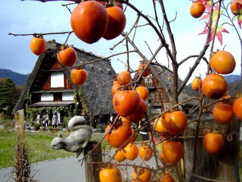 いよいよ朝・晩も冷え込み冬の訪れ５