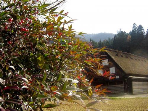 いよいよ朝・晩も冷え込み冬の訪れ８