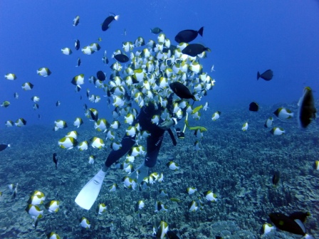 サイパン ダイビングライセンス
