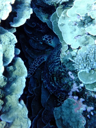 サイパン ダイビングショップ