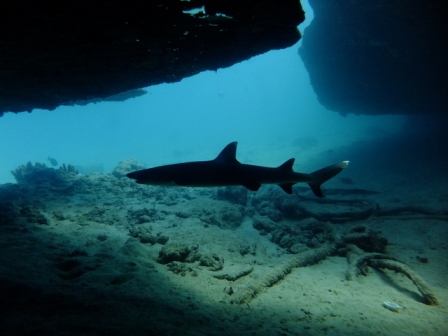 サイパン ダイビング