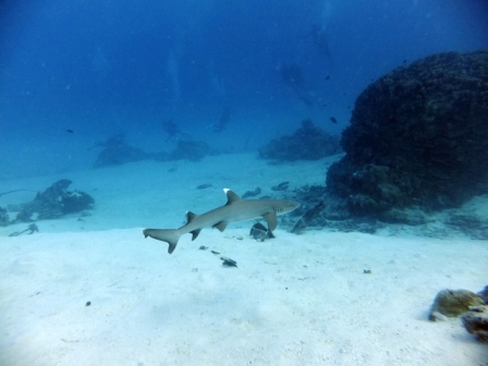 サイパン ダイビング