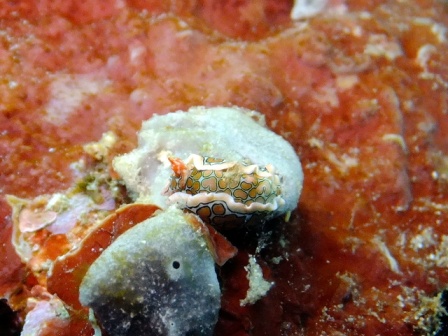 サイパン ダイビング