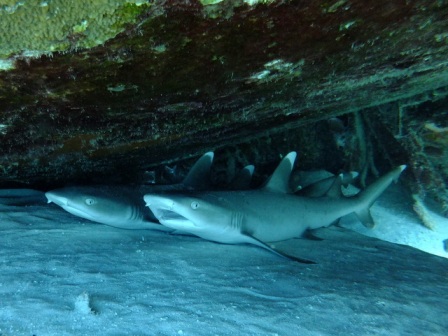 サイパン 体験ダイビング