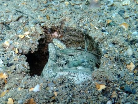 サイパン ダイビング