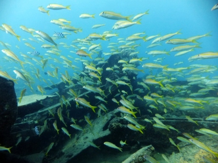 サイパン ダイビング