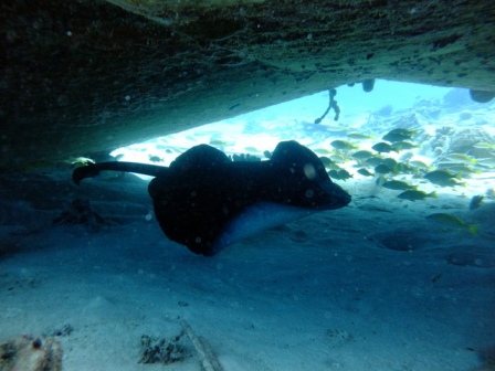 サイパン ダイビングショップ