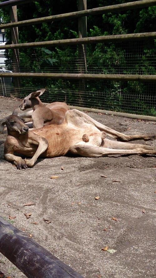 アフリカンサファリのカンガルー