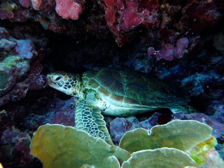 サイパン ダイビング