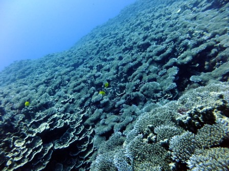 サイパン ダイビング