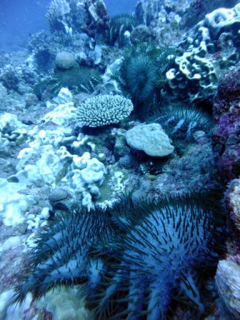 サイパン ダイビング