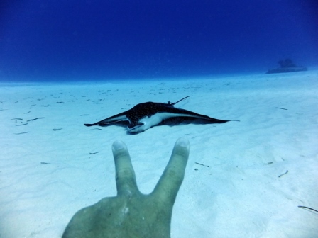 サイパン ダイビング