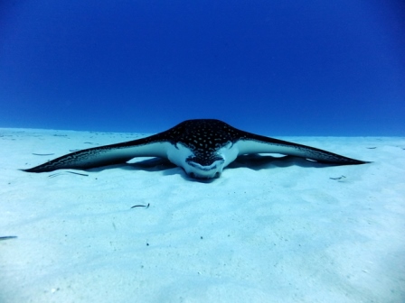 サイパン ダイビング